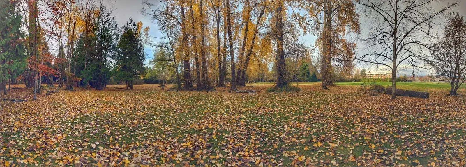 Autumn trees across the original Winskill disc golf course